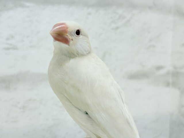 【最新画像更新🪄ひとり餌になりました☆】ねぇねぇ、あなたはどんなカラーになるの?☺️文鳥 ヒナ シルバーイノ文鳥