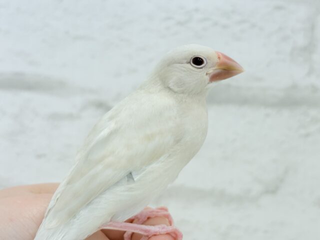 【最新画像更新🪄ひとり餌になりました☆】ねぇねぇ、あなたはどんなカラーになるの?☺️文鳥 ヒナ シルバーイノ文鳥