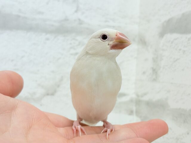 【最新画像更新🪄ひとり餌になりました☆】ねぇねぇ、あなたはどんなカラーになるの?☺️文鳥 ヒナ シルバーイノ文鳥