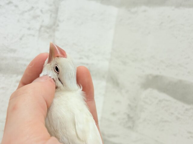【最新画像更新🪄ひとり餌になりました☆】ねぇねぇ、あなたはどんなカラーになるの?☺️文鳥 ヒナ シルバーイノ文鳥
