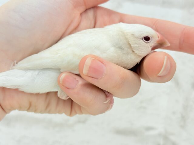 【最新画像更新🪄ひとり餌になりました☆】ねぇねぇ、あなたはどんなカラーになるの?☺️文鳥 ヒナ シルバーイノ文鳥