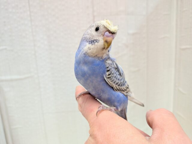最新画像あります!ぴょんぴょん癖っ羽のオシャレさん😆💘羽衣❓セキセイインコやって来た!! セキセイインコ