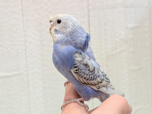 最新画像あります!ぴょんぴょん癖っ羽のオシャレさん😆💘羽衣❓セキセイインコやって来た!! セキセイインコ