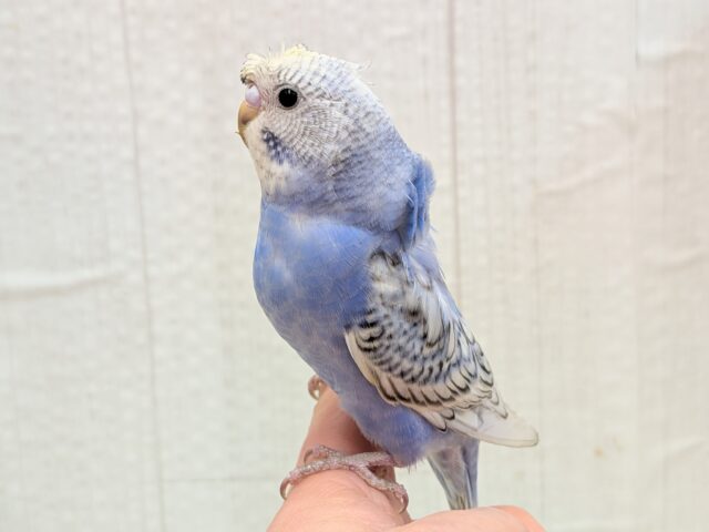 最新画像あります!ぴょんぴょん癖っ羽のオシャレさん😆💘羽衣❓セキセイインコやって来た!! セキセイインコ