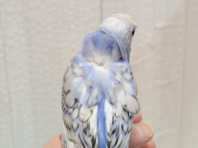 最新画像あります!ぴょんぴょん癖っ羽のオシャレさん😆💘羽衣❓セキセイインコやって来た!! セキセイインコ