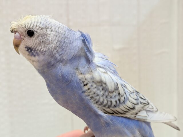 最新画像あります!ぴょんぴょん癖っ羽のオシャレさん😆💘羽衣❓セキセイインコやって来た!! セキセイインコ