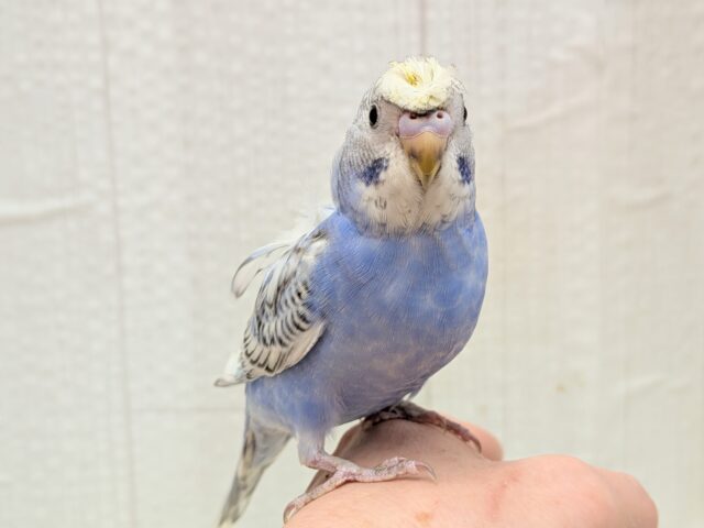 最新画像あります!ぴょんぴょん癖っ羽のオシャレさん😆💘羽衣❓セキセイインコやって来た!! セキセイインコ