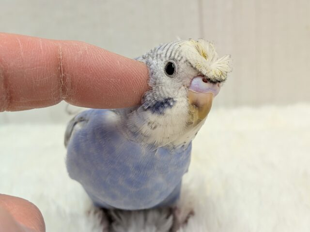 最新画像あります!ぴょんぴょん癖っ羽のオシャレさん😆💘羽衣❓セキセイインコやって来た!! セキセイインコ