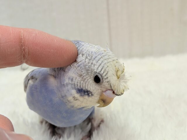 最新画像あります!ぴょんぴょん癖っ羽のオシャレさん😆💘羽衣❓セキセイインコやって来た!! セキセイインコ