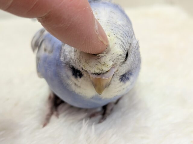 最新画像あります!ぴょんぴょん癖っ羽のオシャレさん😆💘羽衣❓セキセイインコやって来た!! セキセイインコ