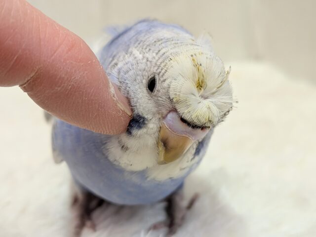 最新画像あります!ぴょんぴょん癖っ羽のオシャレさん😆💘羽衣❓セキセイインコやって来た!! セキセイインコ