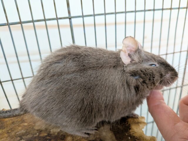 最新画像有ります‼️元気いっぱいなヤンチャガール💕甘々チョコレートカラーのデグー🍫 デグー