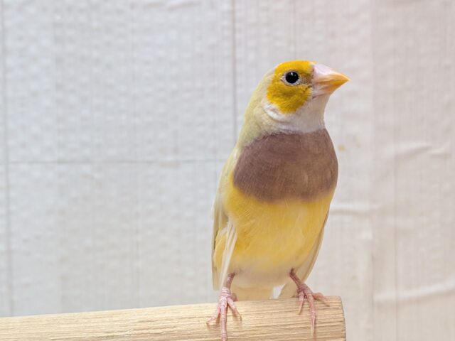 最新画像あります!ずんだシェイクみたいな美味しそうなカラー💚コキン鳥ヒナさん コキンチョウ