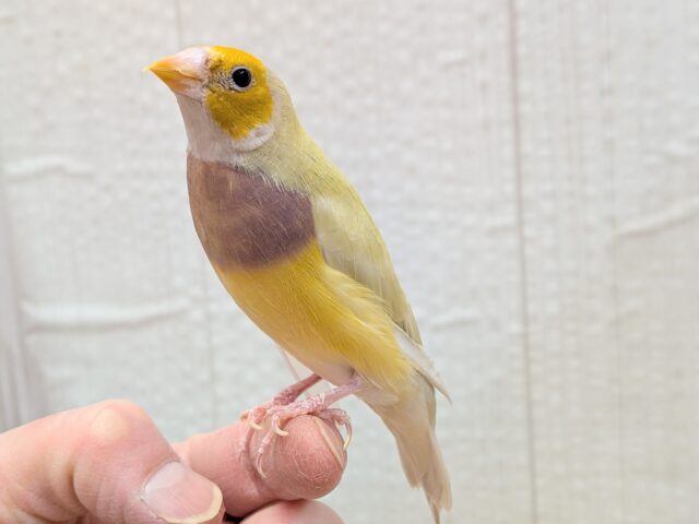 最新画像あります!ずんだシェイクみたいな美味しそうなカラー💚コキン鳥ヒナさん コキンチョウ