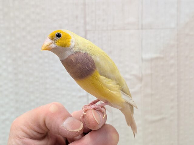 最新画像あります!ずんだシェイクみたいな美味しそうなカラー💚コキン鳥ヒナさん コキンチョウ