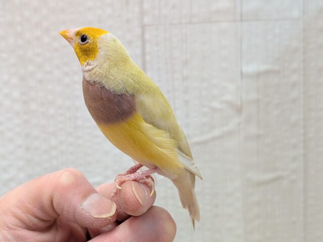 最新画像あります!ずんだシェイクみたいな美味しそうなカラー💚コキン鳥ヒナさん コキンチョウ