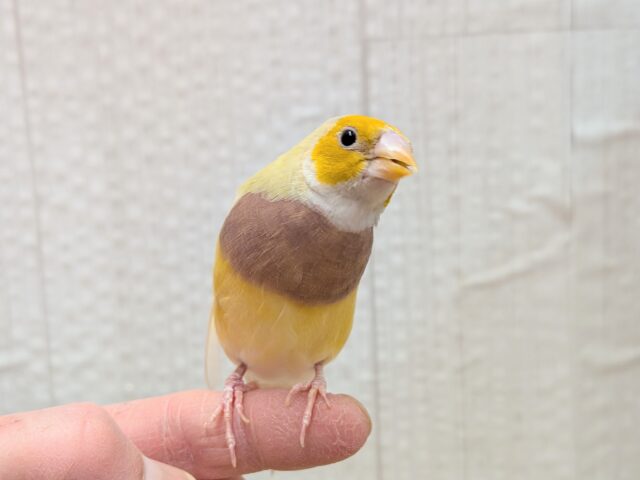 最新画像あります!ずんだシェイクみたいな美味しそうなカラー💚コキン鳥ヒナさん コキンチョウ