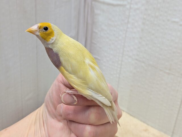 最新画像あります!ずんだシェイクみたいな美味しそうなカラー💚コキン鳥ヒナさん コキンチョウ
