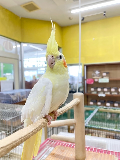 おっとりマイペース🌟🌟 オカメインコ(ルチノー) オカメインコ