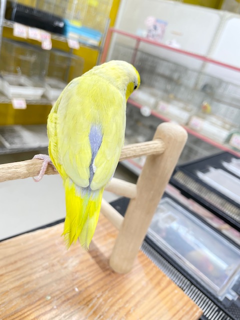 手乗りできます☆ アメリカンイエローのマメちゃん✨✨✨ マメルリハ