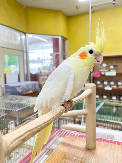 おっとりマイペース🌟🌟 オカメインコ(ルチノー) オカメインコ