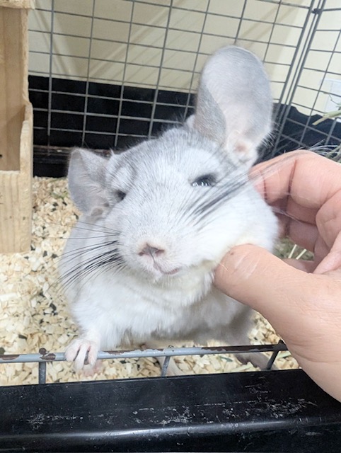 小顔でとっても可愛いチンチラちゃんがやってきましたよ~💗💗💗 (パイド) チンチラ