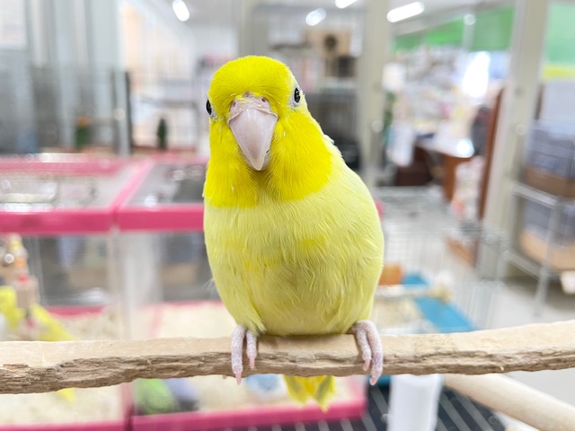 手乗りできます☆ アメリカンイエローのマメちゃん✨✨✨ マメルリハ