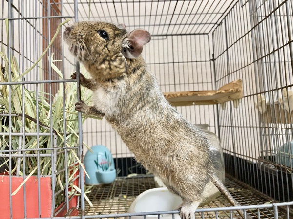 最新画像!デグー(パイド) カキカキ大好き♪BIGボディな男の子! デグー