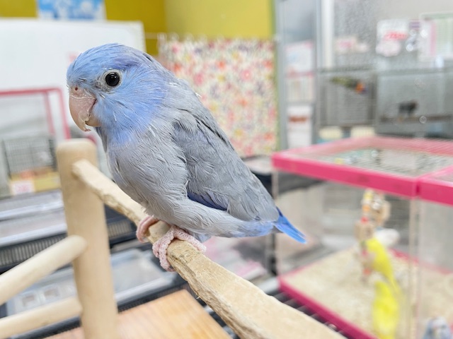 深めのブルーが魅力的✨✨✨ マメルリハ(コバルト)男の子 マメルリハ