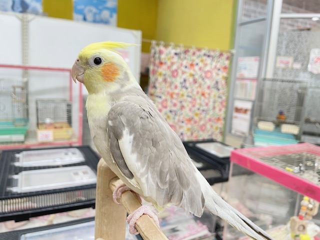 シナモンパイドカラーのオカメちゃん✨✨✨ オカメインコ