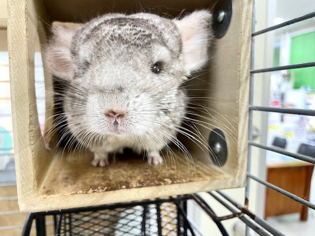 なでなで大好き☆もっちもちわらび餅ちゃん☆ シナモンカラーのチンチラちゃん♪ チンチラ