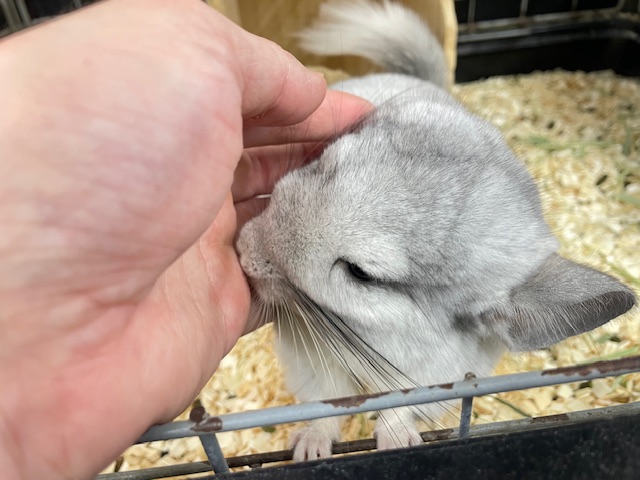 小顔でとっても可愛いチンチラちゃんがやってきましたよ~💗💗💗 (パイド) チンチラ