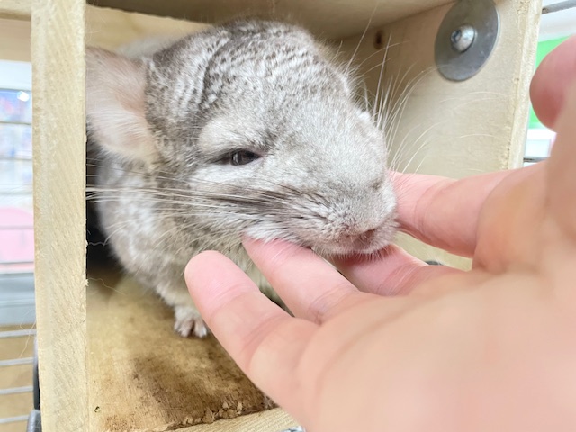 なでなで大好き☆もっちもちわらび餅ちゃん☆ シナモンカラーのチンチラちゃん♪ チンチラ