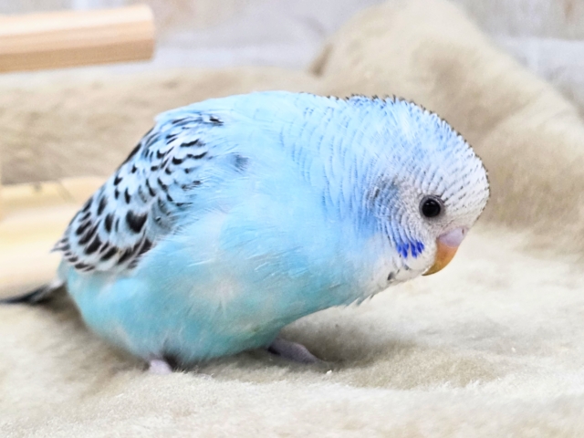 最新画像になります☆嬉しさ、あふれる~❄️✨✨ セキセイインコ(オパーリン) セキセイインコ