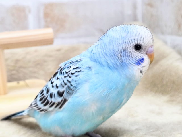 最新画像になります☆嬉しさ、あふれる~❄️✨✨ セキセイインコ(オパーリン) セキセイインコ