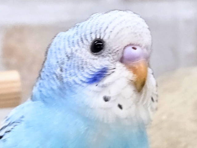 最新画像になります☆嬉しさ、あふれる~❄️✨✨ セキセイインコ(オパーリン) セキセイインコ