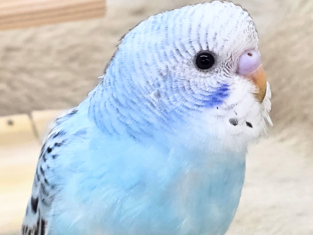 最新画像になります☆嬉しさ、あふれる~❄️✨✨ セキセイインコ(オパーリン) セキセイインコ