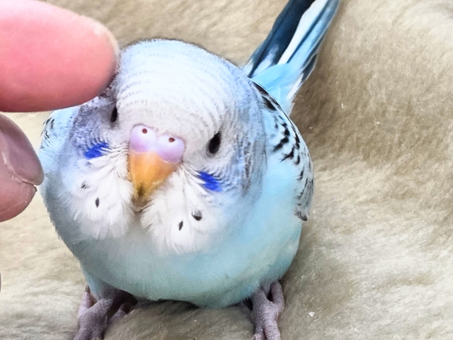 最新画像になります☆嬉しさ、あふれる~❄️✨✨ セキセイインコ(オパーリン) セキセイインコ