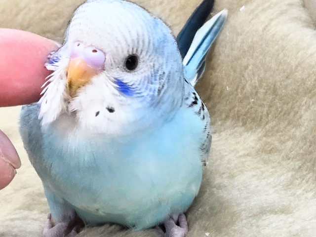 最新画像になります☆嬉しさ、あふれる~❄️✨✨ セキセイインコ(オパーリン) セキセイインコ