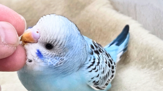 最新画像になります☆嬉しさ、あふれる~❄️✨✨ セキセイインコ(オパーリン) セキセイインコ