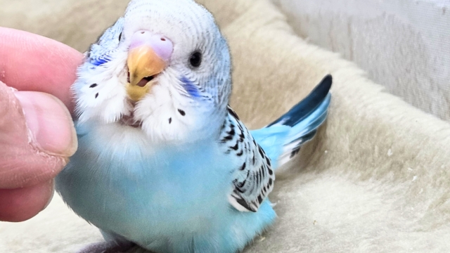最新画像になります☆嬉しさ、あふれる~❄️✨✨ セキセイインコ(オパーリン) セキセイインコ