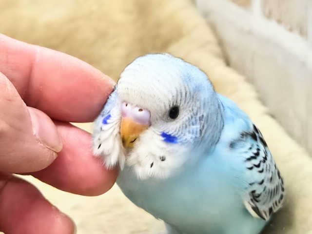 最新画像になります☆嬉しさ、あふれる~❄️✨✨ セキセイインコ(オパーリン) セキセイインコ