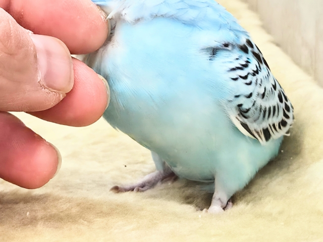 最新画像になります☆嬉しさ、あふれる~❄️✨✨ セキセイインコ(オパーリン) セキセイインコ