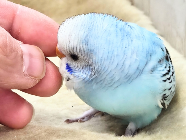 最新画像になります☆嬉しさ、あふれる~❄️✨✨ セキセイインコ(オパーリン) セキセイインコ