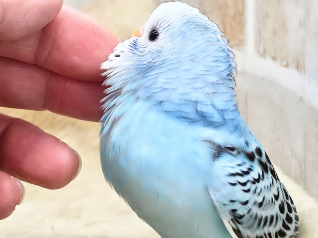 最新画像になります☆嬉しさ、あふれる~❄️✨✨ セキセイインコ(オパーリン) セキセイインコ