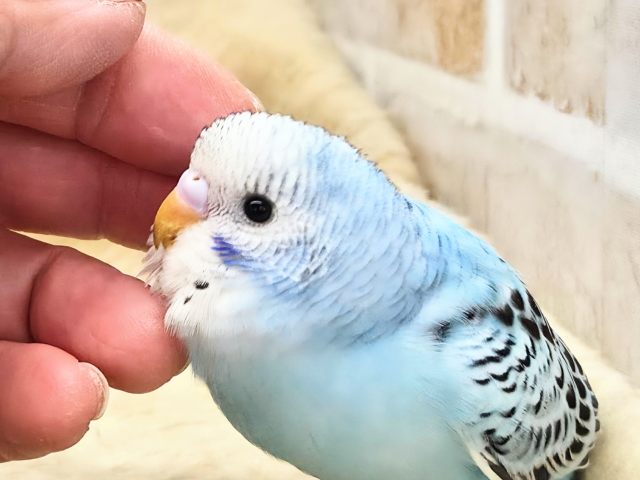最新画像になります☆嬉しさ、あふれる~❄️✨✨ セキセイインコ(オパーリン) セキセイインコ