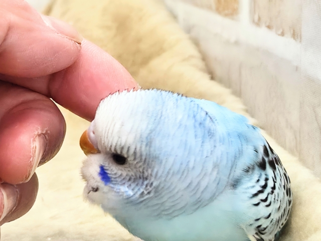 最新画像になります☆嬉しさ、あふれる~❄️✨✨ セキセイインコ(オパーリン) セキセイインコ