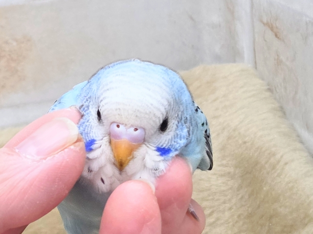 最新画像になります☆嬉しさ、あふれる~❄️✨✨ セキセイインコ(オパーリン) セキセイインコ