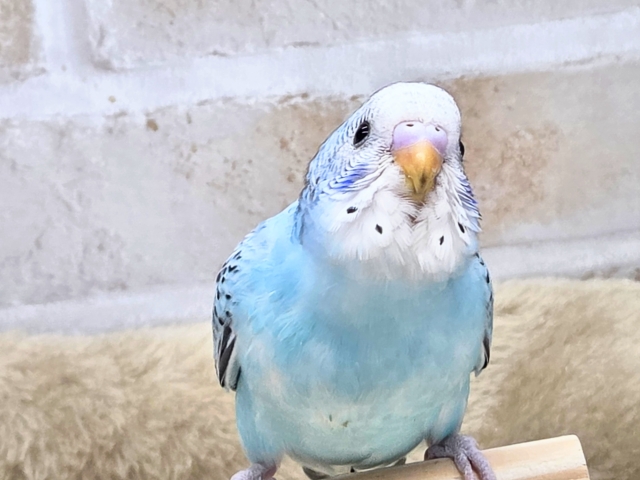 最新画像になります☆嬉しさ、あふれる~❄️✨✨ セキセイインコ(オパーリン) セキセイインコ