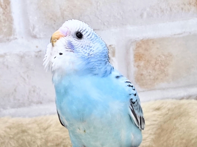 最新画像になります☆嬉しさ、あふれる~❄️✨✨ セキセイインコ(オパーリン) セキセイインコ